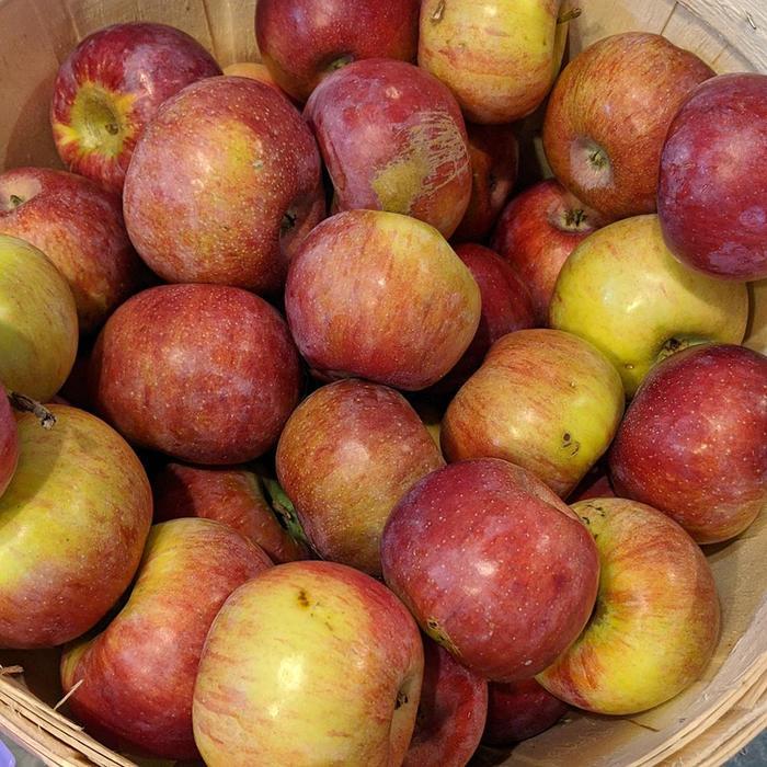 Malus Cortland