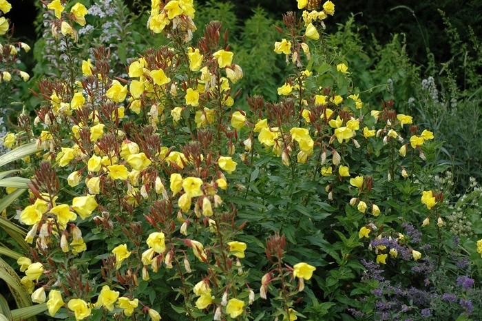 Oenothera biennis 
