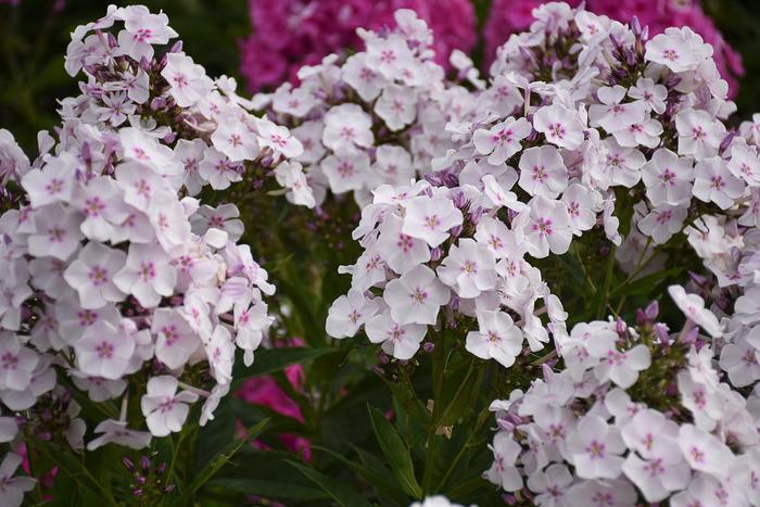 Phlox paniculata Garden Girls&trade; Party Girl