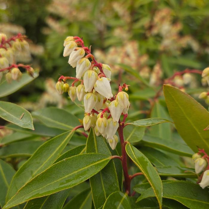 Pieris japonica Brouwer's Beauty