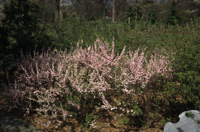 Prunus glandulosa Rosea Plena