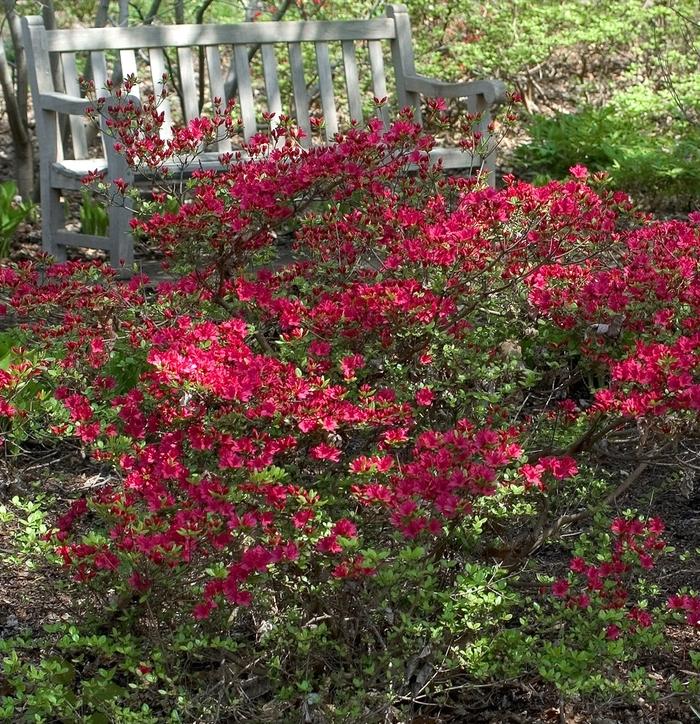 Rhododendron 