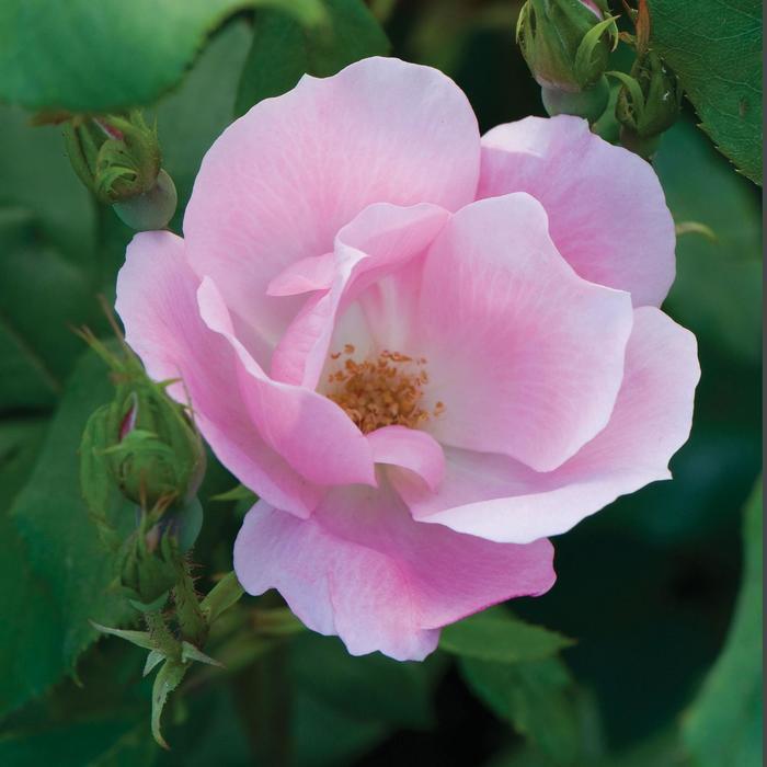Rosa Knock Out&reg; Blushing Blushing