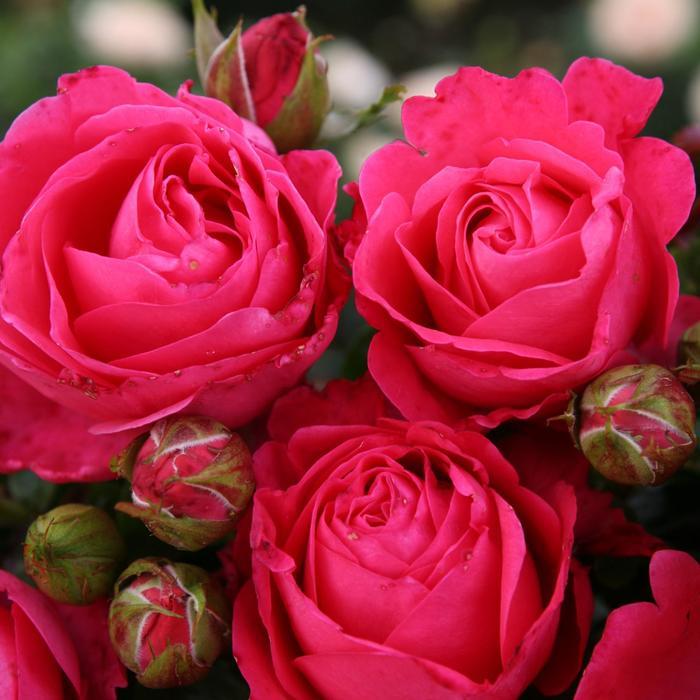 Rosa Eleganza&reg; Fiji&trade;