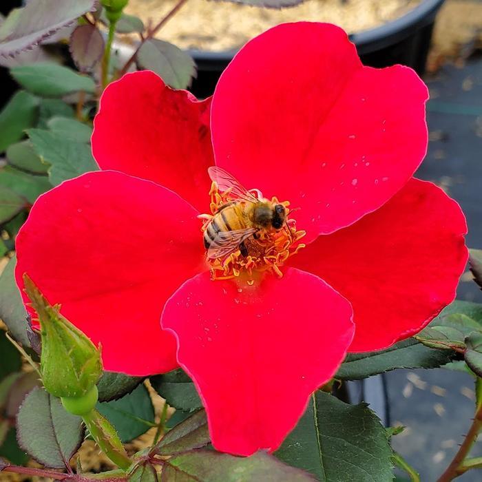 Rosa Miracle on the Hudson&reg: