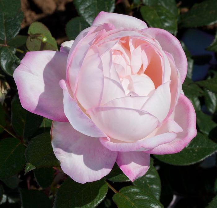 Rosa Best Kept Secret&trade;
