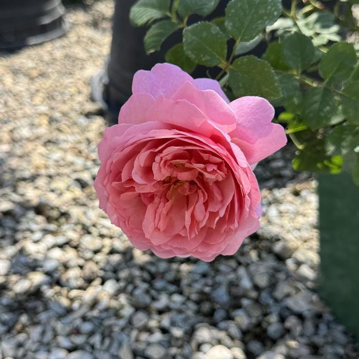Rosa Olivia