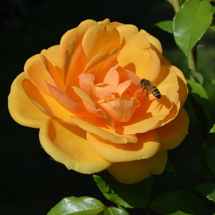 Rosa Sunbelt&reg; South Africa&reg;
