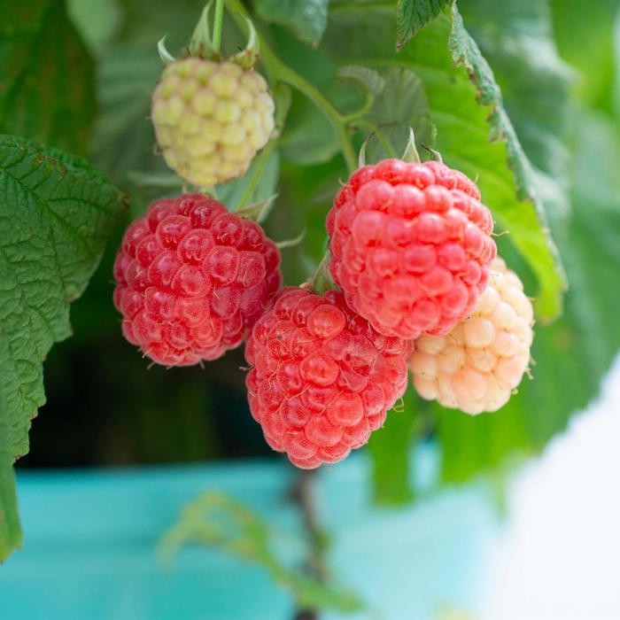 Rubus Bushel and Berry&reg; Raspberry Shortcake&reg;