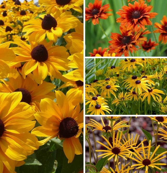 Rudbeckia 