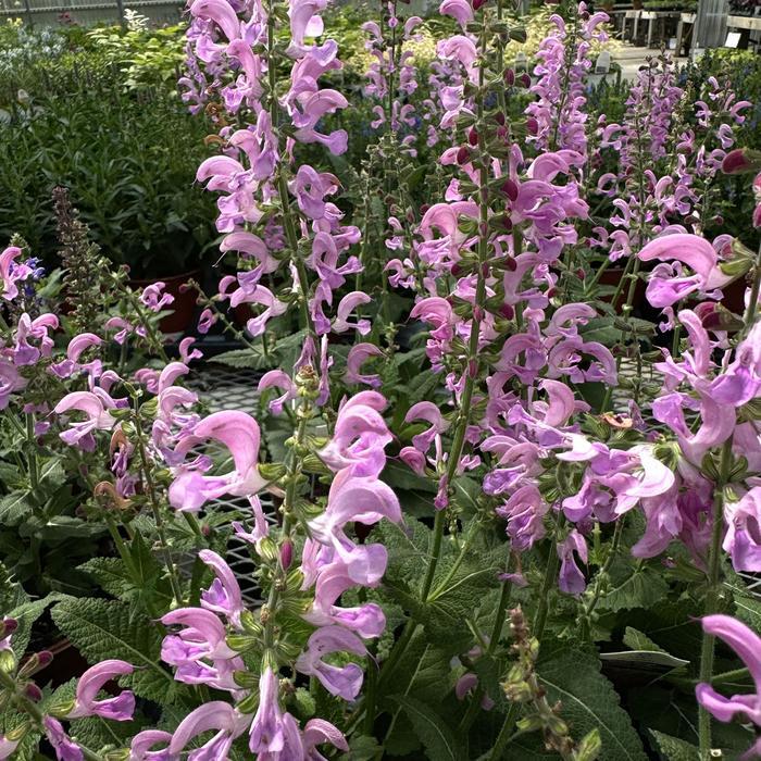 Salvia pratensis Fashionista&reg; Moulin Rouge
