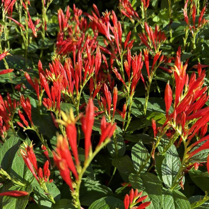 Spigelia marilandica 