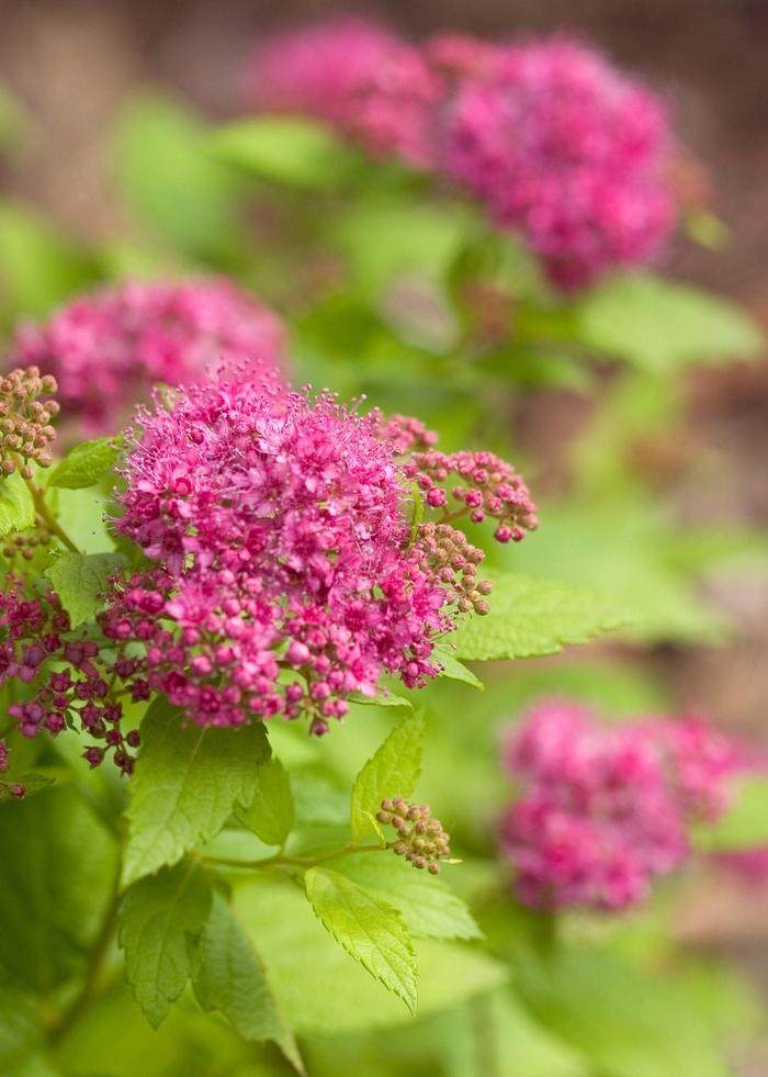 Spiraea japonica Double Play&reg; Gold