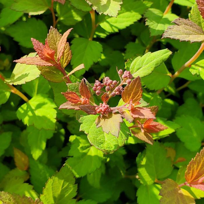 Spiraea japonica Rainbow Fizz&trade; 