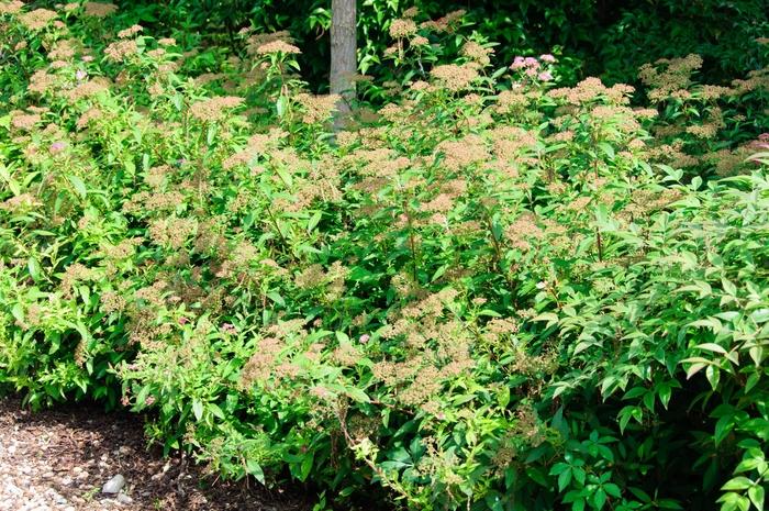 Spiraea x bumalda Shirobana (Shibori)