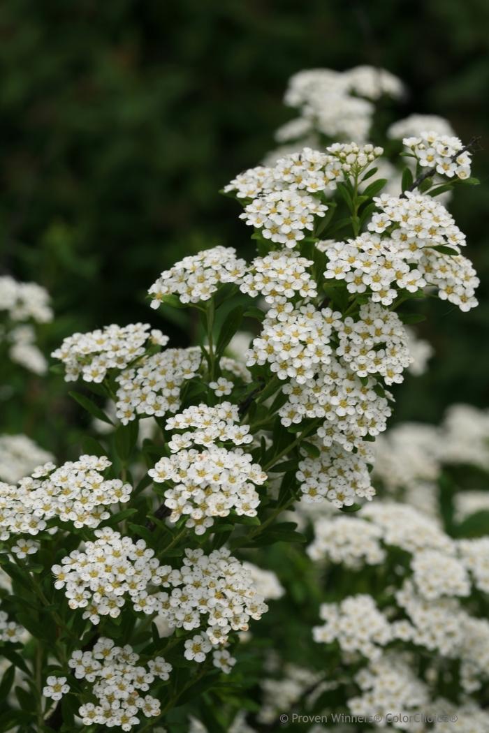 Spiraea nipponica Wedding Cake&reg;