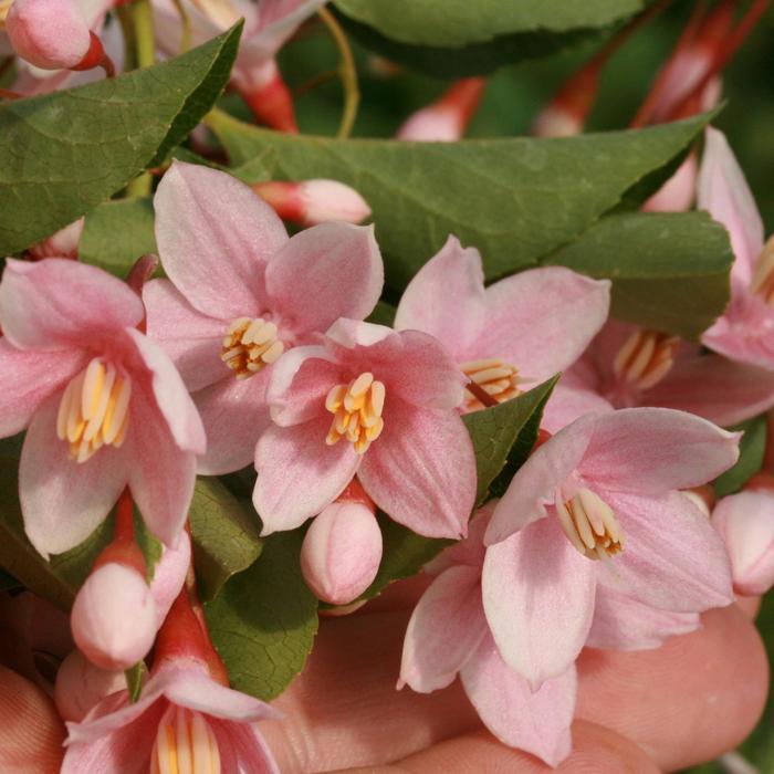 Styrax japonicus Marley's Pink&reg; 