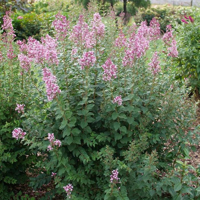 Syringa Bloomerang Ballet&reg; 