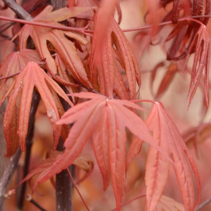 Acer palmatum Ukigumo