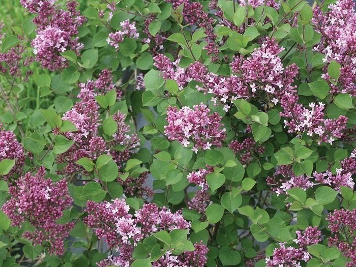 Syringa Bloomerang&reg; Dwarf Purple