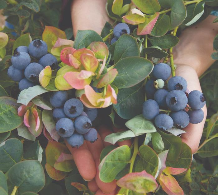 Vaccinium Bushel and Berry&reg; Peach Sorbet&reg; 