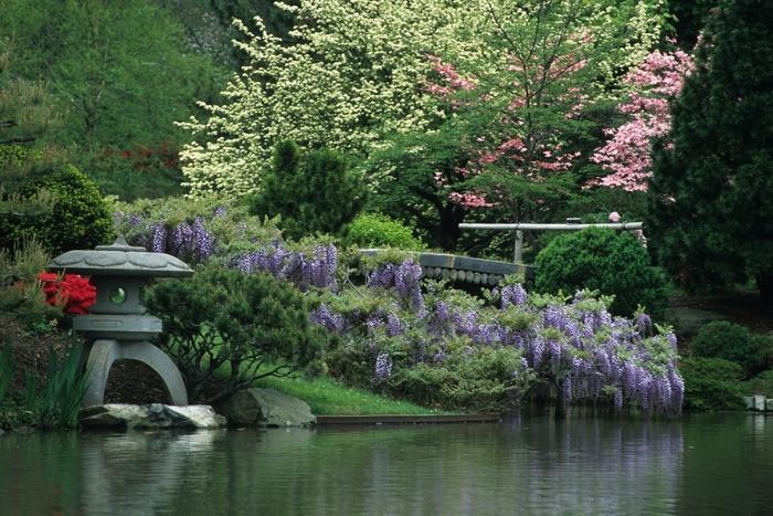 Wisteria floribunda 