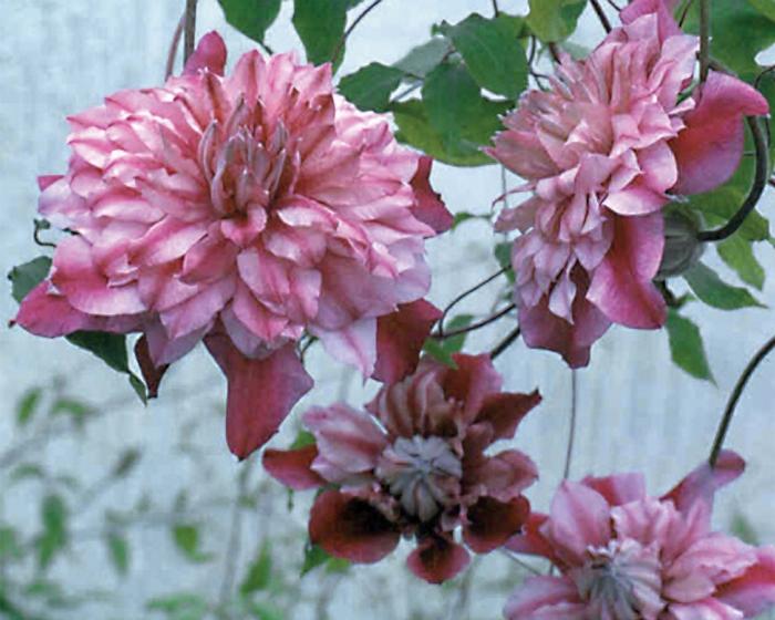 Clematis Patricia Ann Fretwell&trade;