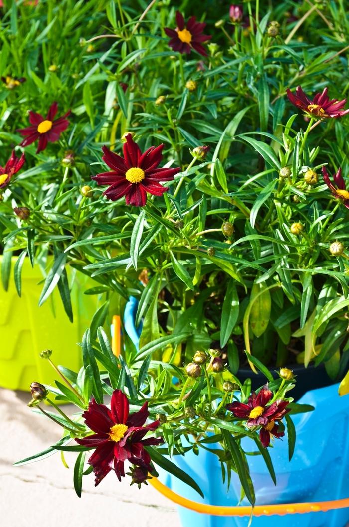 Coreopsis Big Bang&trade; Mercury Rising
