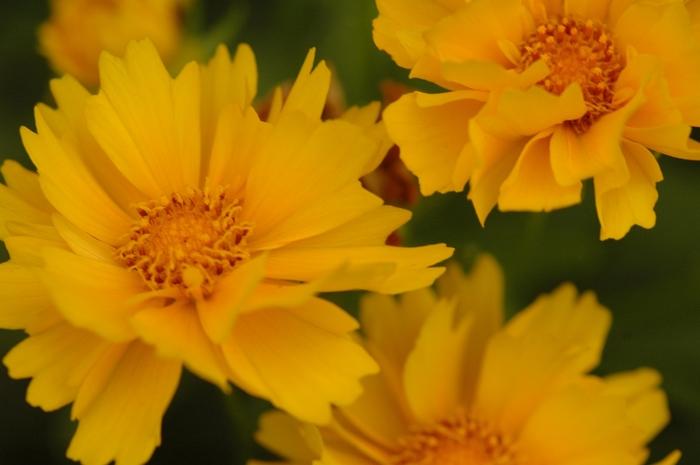 Coreopsis grandiflora Presto