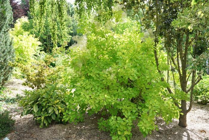 Cotinus coggygria Winecraft Gold&reg;