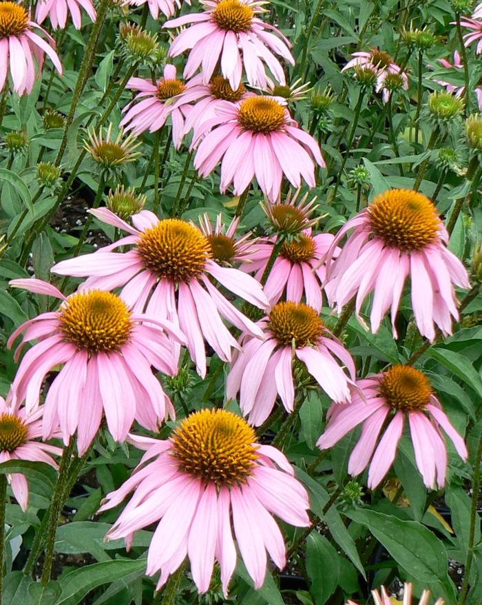 Echinacea purpurea Kim's Knee High