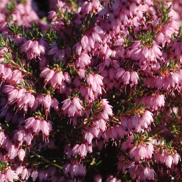 Erica carnea 