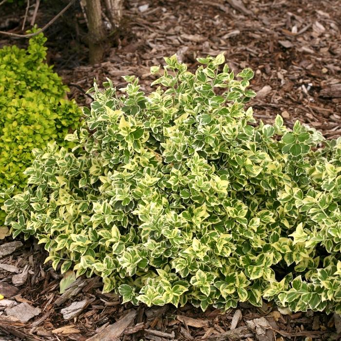 Euonymus fortunei White Album&reg;