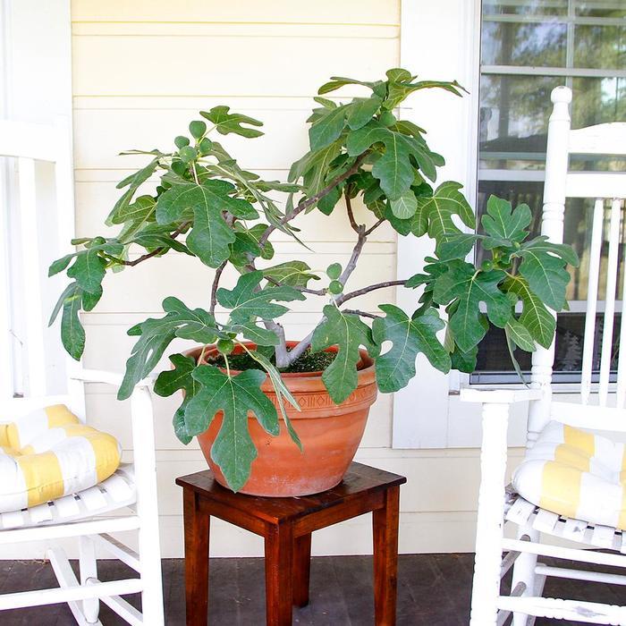 Ficus carica Fignomenal&reg;