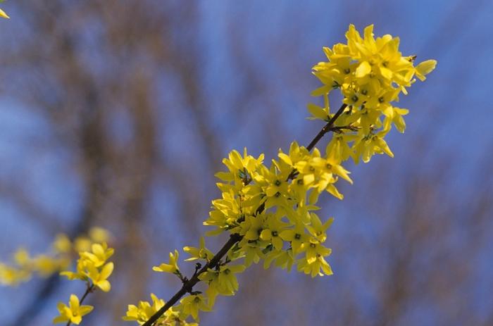 Forsythia x intermedia 