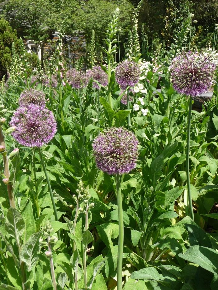 Allium giganteum Gladiator