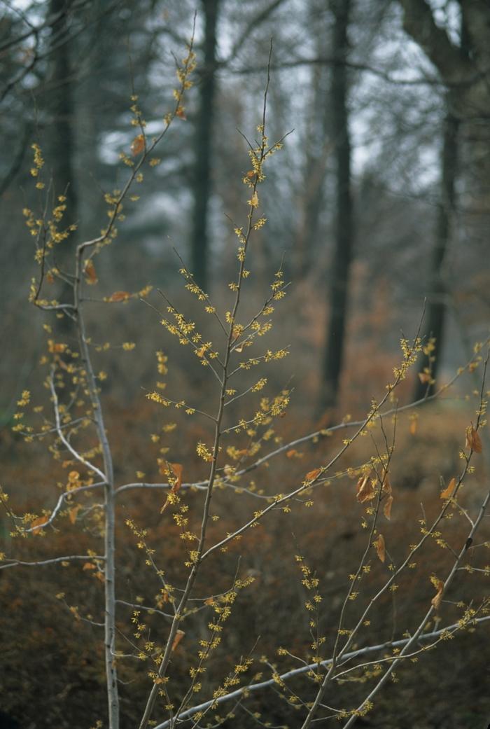 Hamamelis vernalis 
