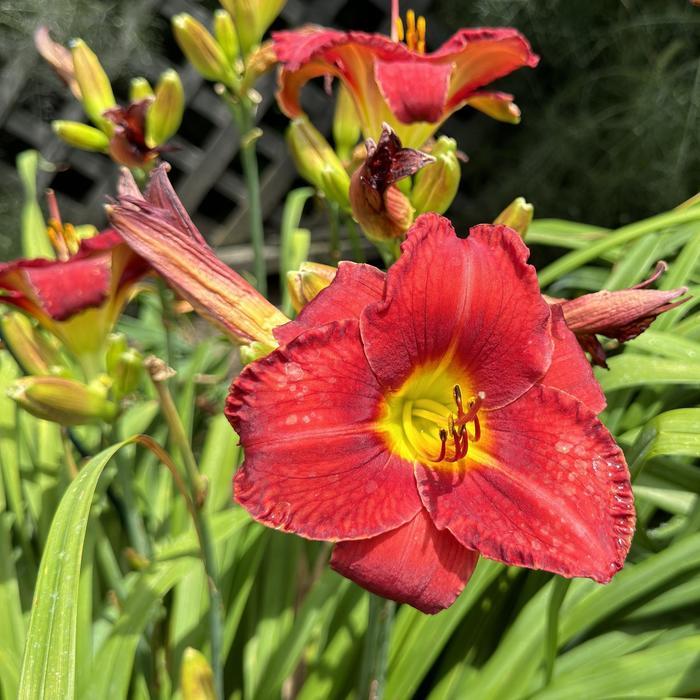 Hemerocallis Funny Valentine