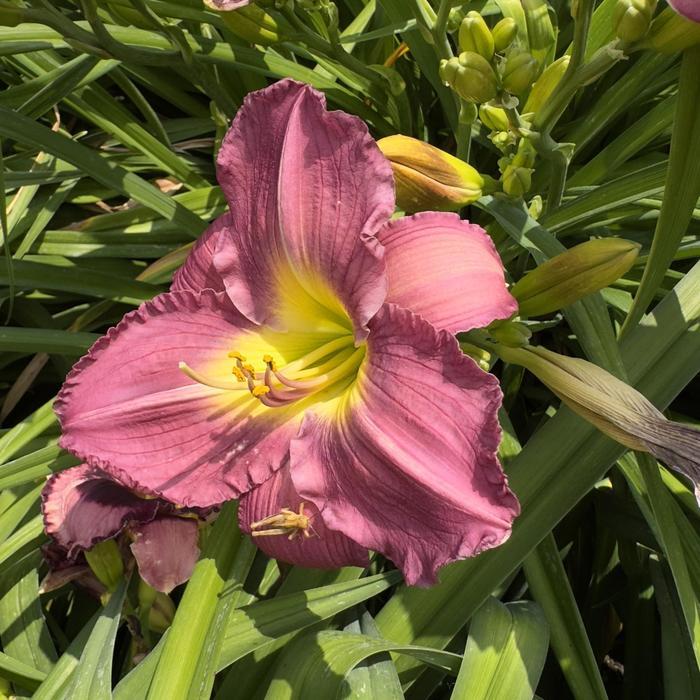 Hemerocallis Garden Show