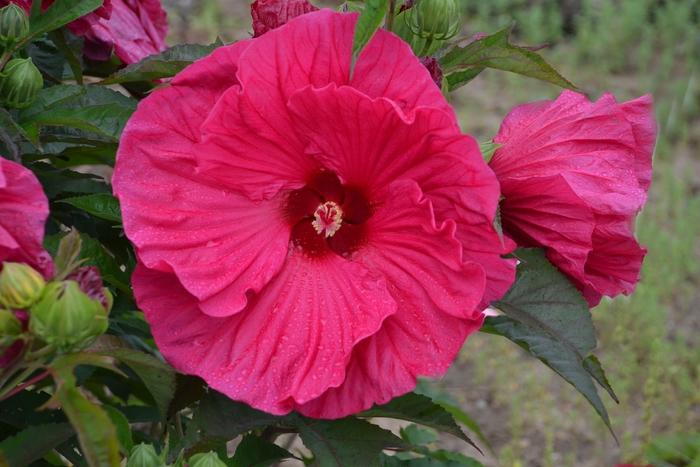 Hemerocallis Happy Returns