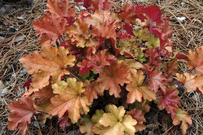 Heuchera Marmalade&trade;