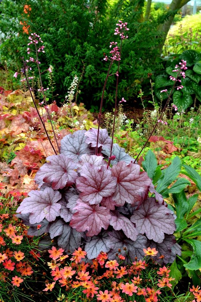 Heuchera Georgia Plum