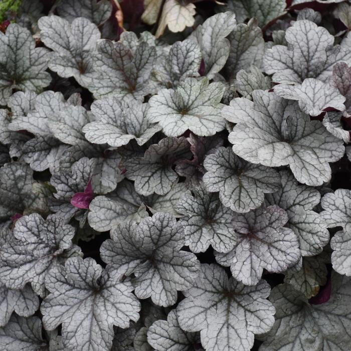 Heuchera Smoke and Mirrors