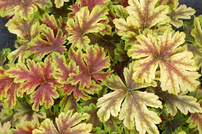 Heucherella Gold Zebra
