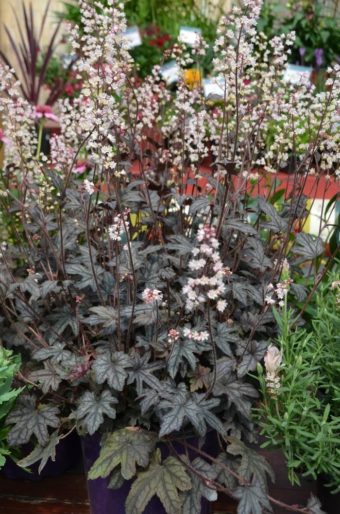 Heucherella Infinity