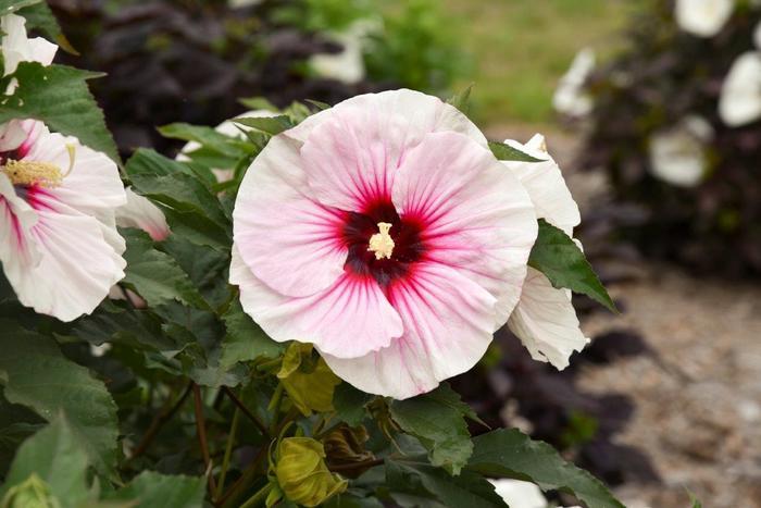 Hibiscus Angel Eyes