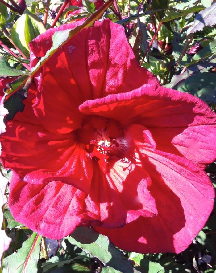 Hibiscus Fireball