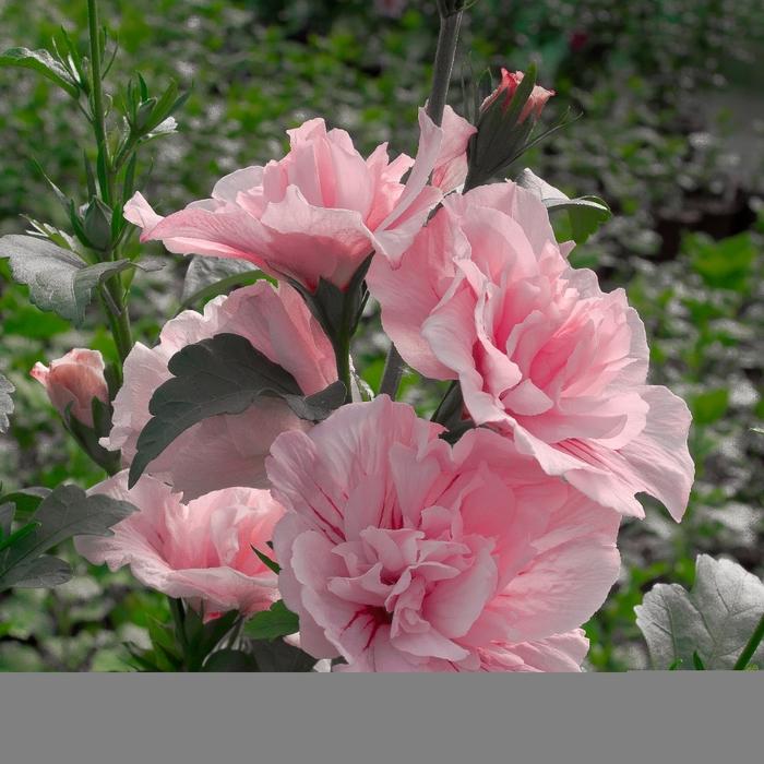 Hibiscus syriacus Pink Chiffon&reg;