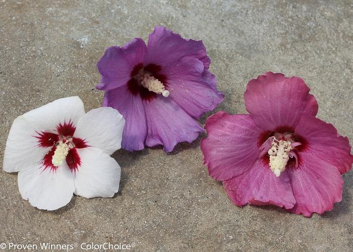 Hibiscus Summer Carnival