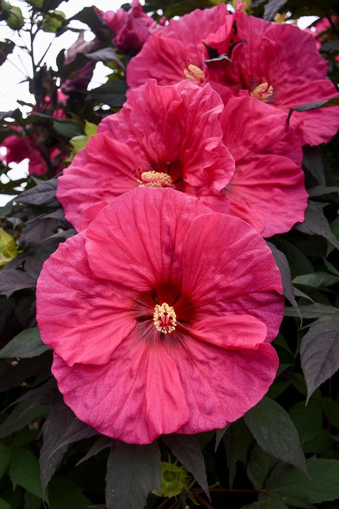 Hibiscus Summerific&reg; Evening Rose